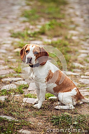 A Sad Dog Sits Alone On The Street Stock Photo