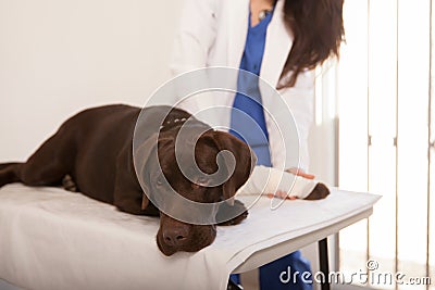 Sad dog at the veterinarian Stock Photo