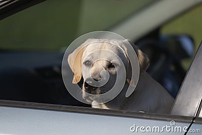 Sad dog waiting alone in car for owner to return Stock Photo