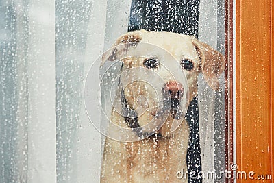 Sad dog waiting alone at home Stock Photo