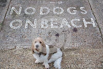 Sad dog wants a beach walk. No dogs allowed sign Stock Photo