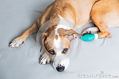 Sad dog with wounded paw in a medical bandage. Portrait of a cute staffordshire terrier resting with hurt leg Stock Photo