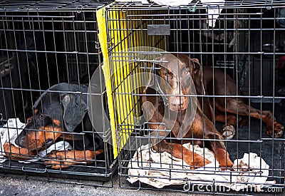 Sad dogs in cages Stock Photo