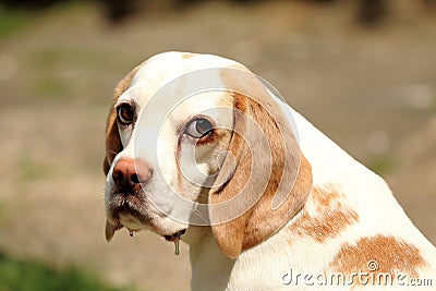 Sad beagle Stock Photo