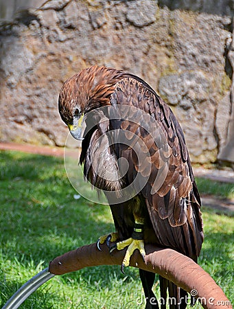 Sad Eagle in captivity Stock Photo