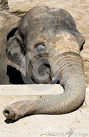 Sad elephant head Stock Photo