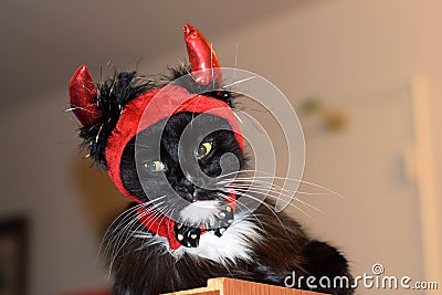 Sad Fluffy Devil Cat Stock Photo