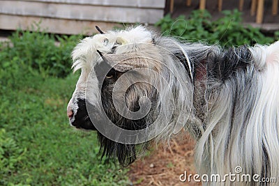 Sad furry goat Stock Photo