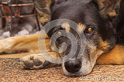 Sad gaze of a dog Stock Photo