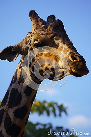 Sad Giraffe in a Zoo Stock Photo