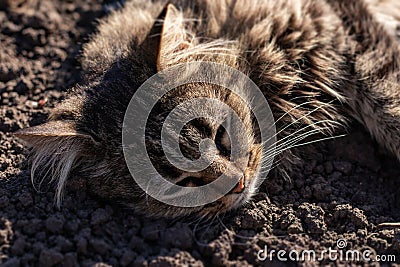 Sad gray cat lies on a ground. Depressed illness and suppressed by the disease animal. Feline health background Stock Photo