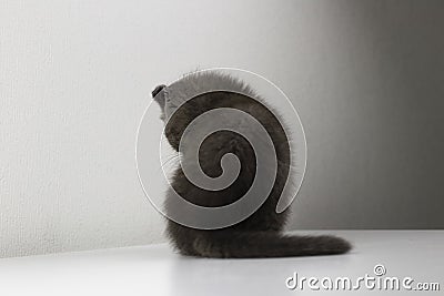 Sad grey kitten sits with his back to us and looks upset or offended. Stock Photo