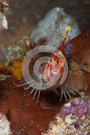 Sad hawkfish Stock Photo