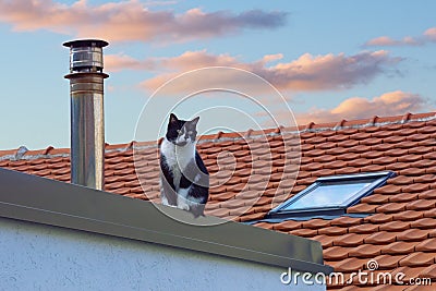 Sad homeless cat sits on roof of house Stock Photo