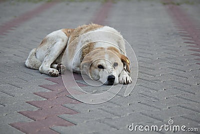 Sad homeless stray dog Stock Photo