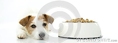 JACK RUSSELL DOG WAITING FOR EAT ITS FOOD. ISOLATED AGAINST WHIT Stock Photo