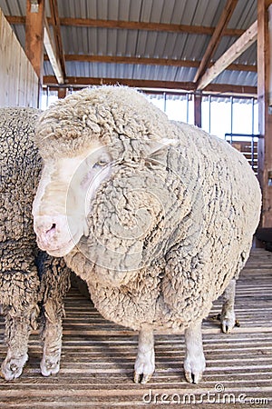 Sad kulunda breeding sheep. Muzzle sharing. Meat and fur farm production. Animal head. Closeup portrait staring Stock Photo