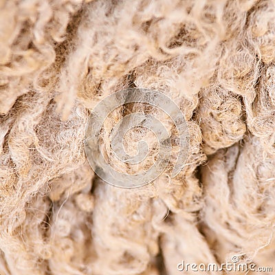 Sad kulunda breeding sheep. Muzzle sharing. Meat and fur farm production. Animal wool. Closeup texture pattern Stock Photo