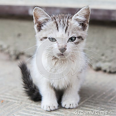 Sad little homeless kitten Stock Photo