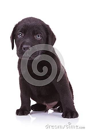 Sad little labrador retriever puppy dog Stock Photo