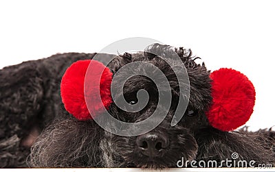 Sad little poodle wearing red earsmuffs lying down Stock Photo