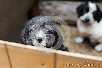 Sad Little puppy in a wooden box is asking to be adopted with hope. Homeless black and tan dog Stock Photo