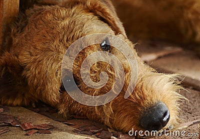 Sad lonely depressed dog Stock Photo