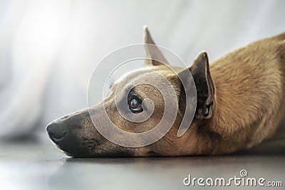 the sad look of a lonely mongrel dog. Discarded pets, the fight for animal rights Stock Photo