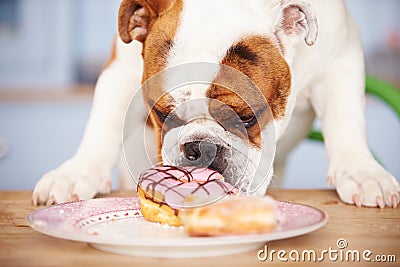 Sad Looking British Bulldog Tempted By Plate Of Cakes Stock Photo
