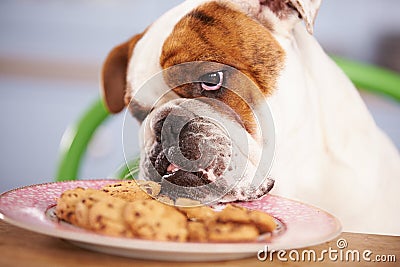 Sad Looking British Bulldog Tempted By Plate Of Cookies Stock Photo