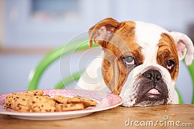 Sad Looking British Bulldog Tempted By Plate Of Cookies Stock Photo