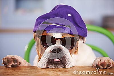 Sad Looking British Bulldog Wearing Baseball Cap Stock Photo