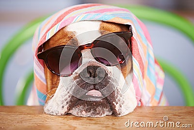 Sad Looking British Bulldog Wearing Sunglasses And Headscarf Stock Photo
