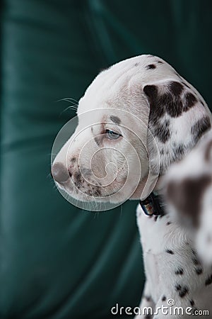 Sad looking Dalmatian puppy, dog Stock Photo