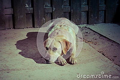 Sad looking dog on the street in lantern light Stock Photo