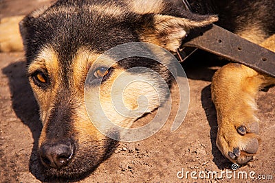 A sad-looking street dog with folded ears looks at the camera Stock Photo