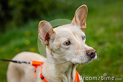 Sad looking yellow mongrel dog Stock Photo