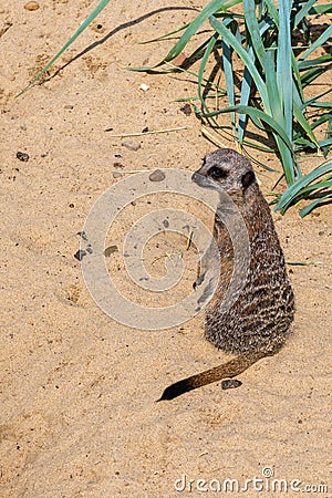 The sad meerkat. Symbolizes the concept: guilt , looking into the past , disappointment , sad past , making mistakes . Stock Photo