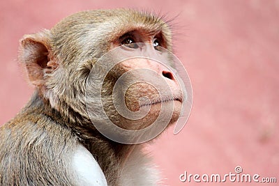 Sad monkey Stock Photo