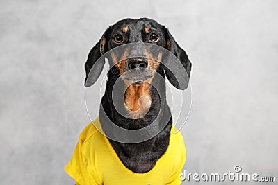 Sad obedient dachshund dog in yellow t-short sitting on gray background, anticipation of a walk, owner or yummy. Excerpt training Stock Photo
