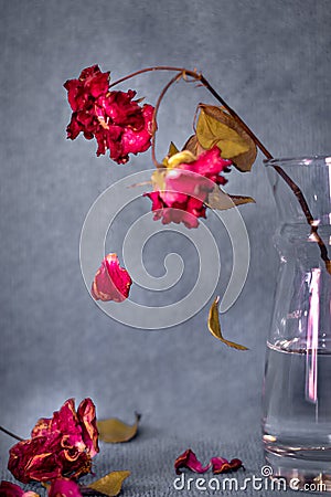 Dying rose on a vase Stock Photo