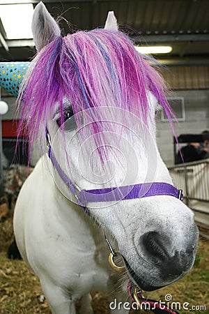 Sad pony with pink forelock stands in a pen Stock Photo