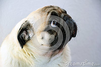 A sad pug dog with big sad eyes and a questioning gaze Stock Photo