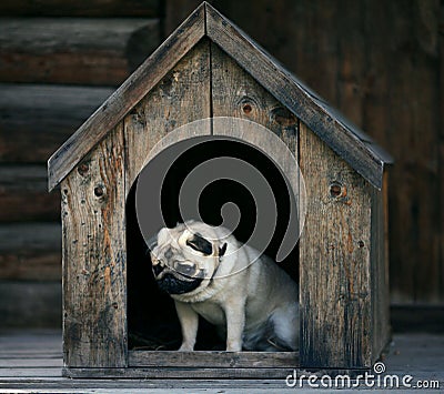 Sad pug dog in the dog house Stock Photo