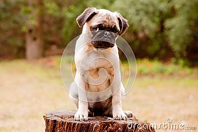 Sad pug puppy Stock Photo