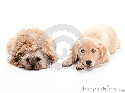 Sad Puppies Stock Photo