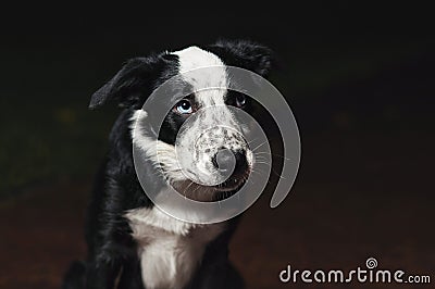 Sad puppy border collies Stock Photo