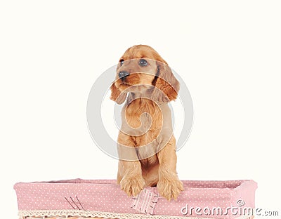 sad puppy dog in the basket Stock Photo
