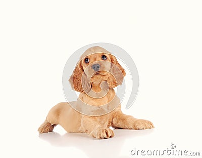 sad puppy dog isolated on the white background Stock Photo