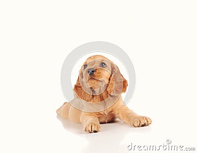 sad puppy dog on the white background Stock Photo